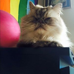 Meet your Posher, Amy